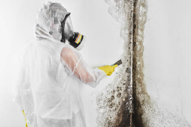 Best Office Mold Removal Services  in Scotland Neck, NC