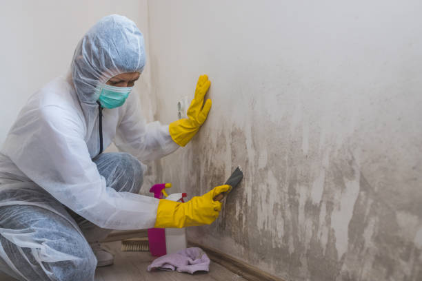 Best Professional Mold Removal  in Scotland Neck, NC