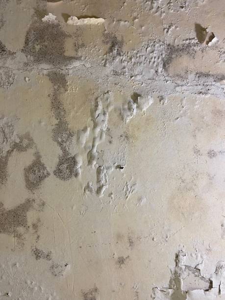 Best Mold Remediation Experts  in Scotland Neck, NC
