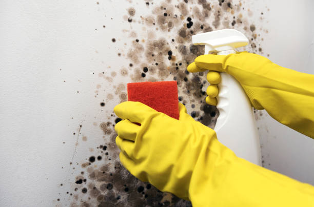 Mold Removal Process in Scotland Neck, NC