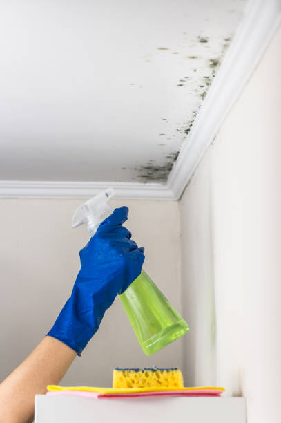 Best Commercial Mold Removal  in Scotland Neck, NC